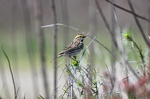 053 Sparrow, Savannah, 2023-05068837 Parker River NWR, MA